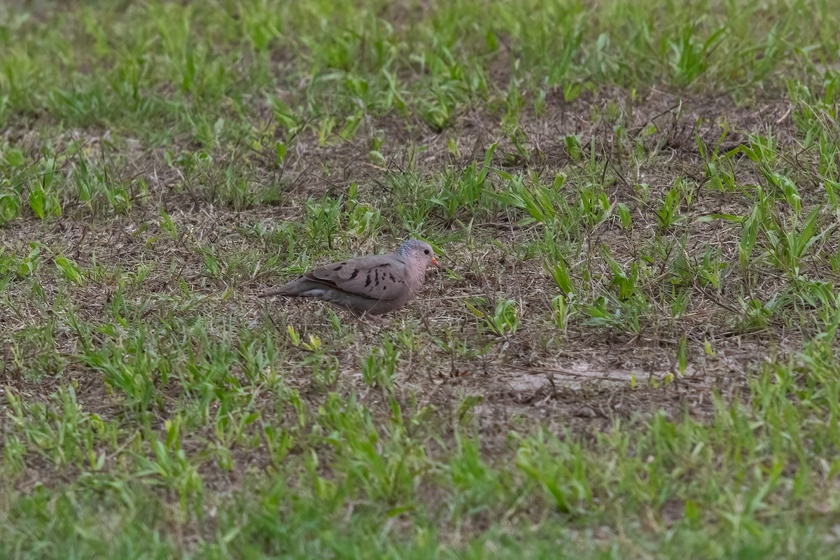 Common Ground Dove - ML620504539