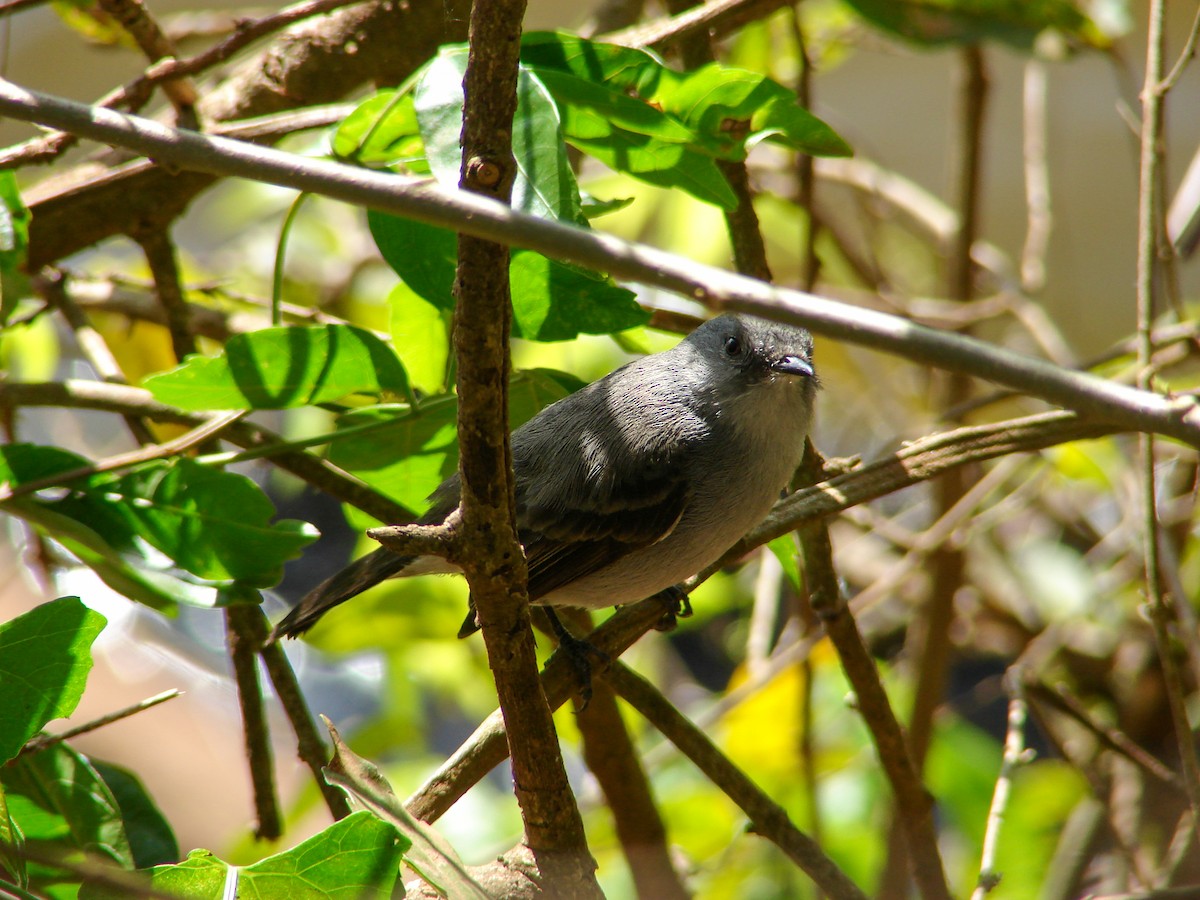 Sooty Tyrannulet - ML620504540