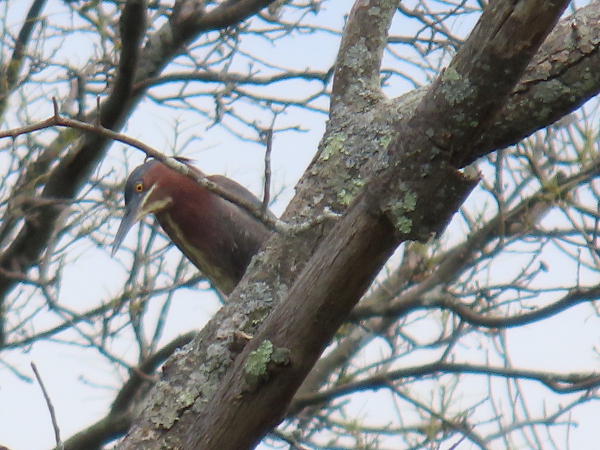 Green Heron - ML620504543