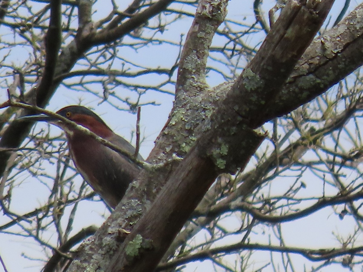 Green Heron - ML620504564