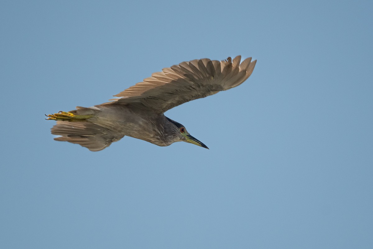 Black-crowned Night Heron - ML620504567