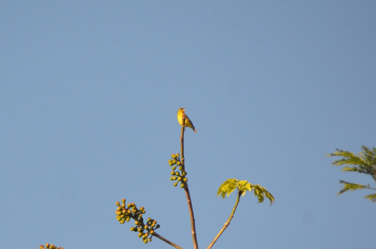 Lesser Goldfinch - ML620504571