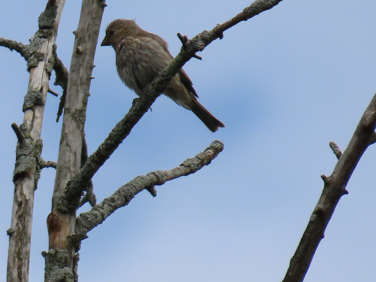 House Finch - ML620504574