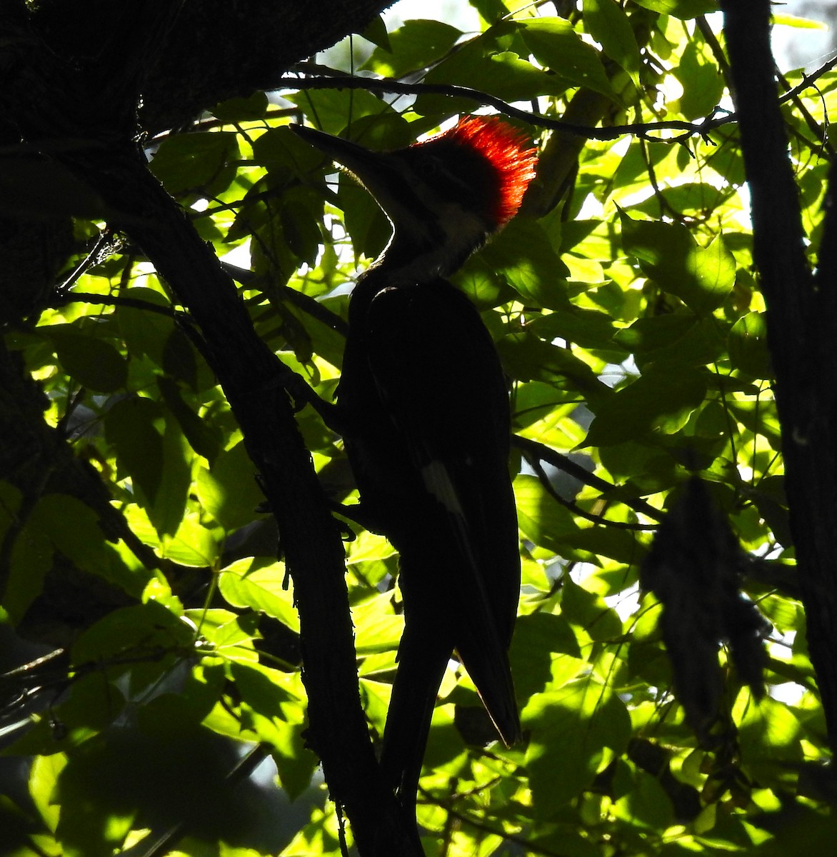 Pileated Woodpecker - ML620504575