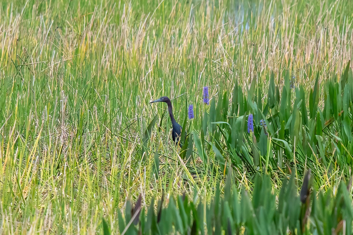 Little Blue Heron - Lorraine Morecraft