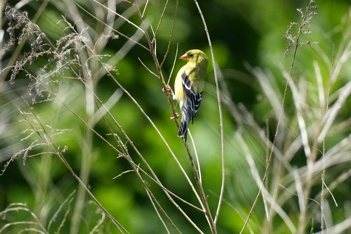 American Goldfinch - ML620504585