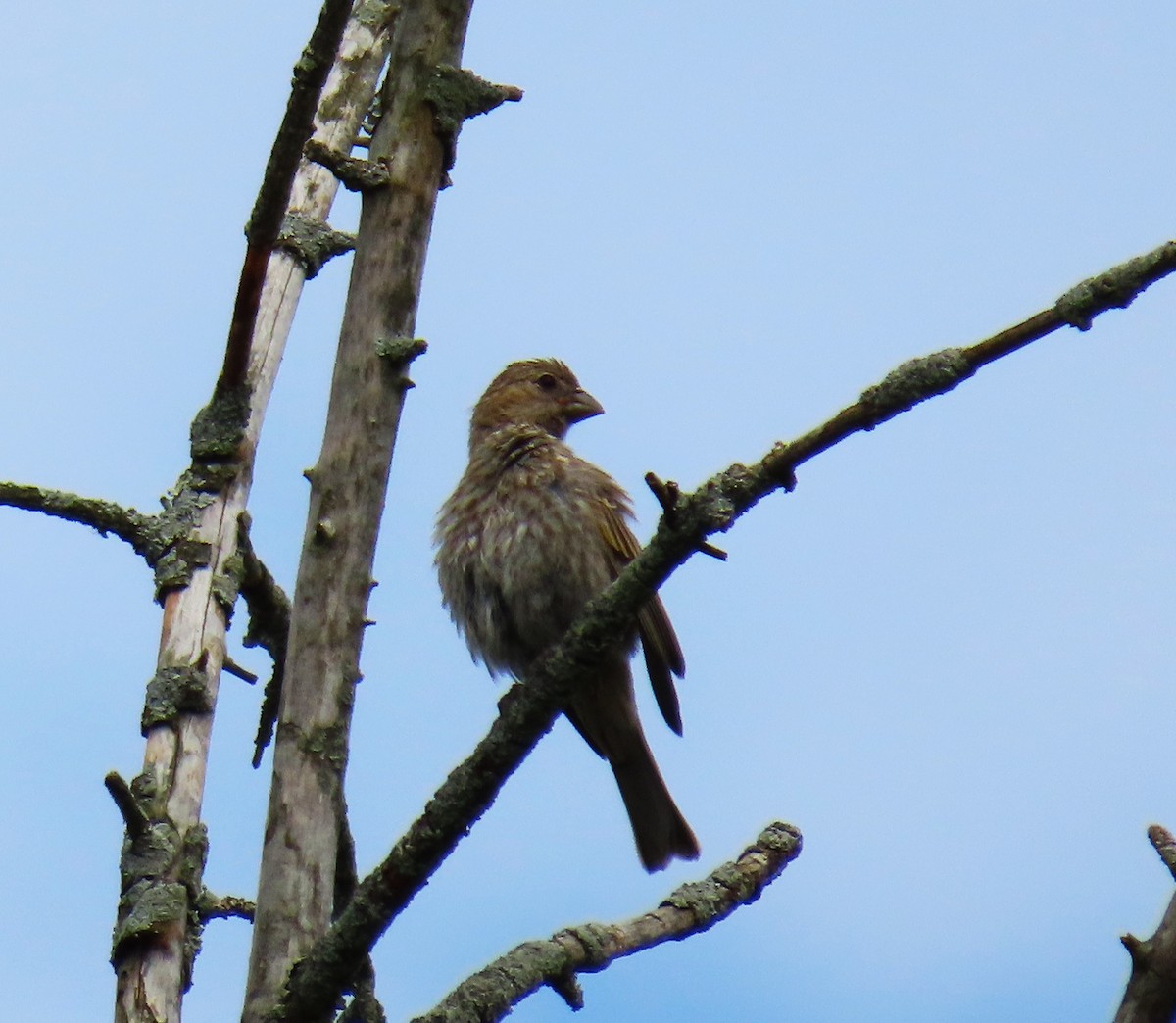 House Finch - ML620504586