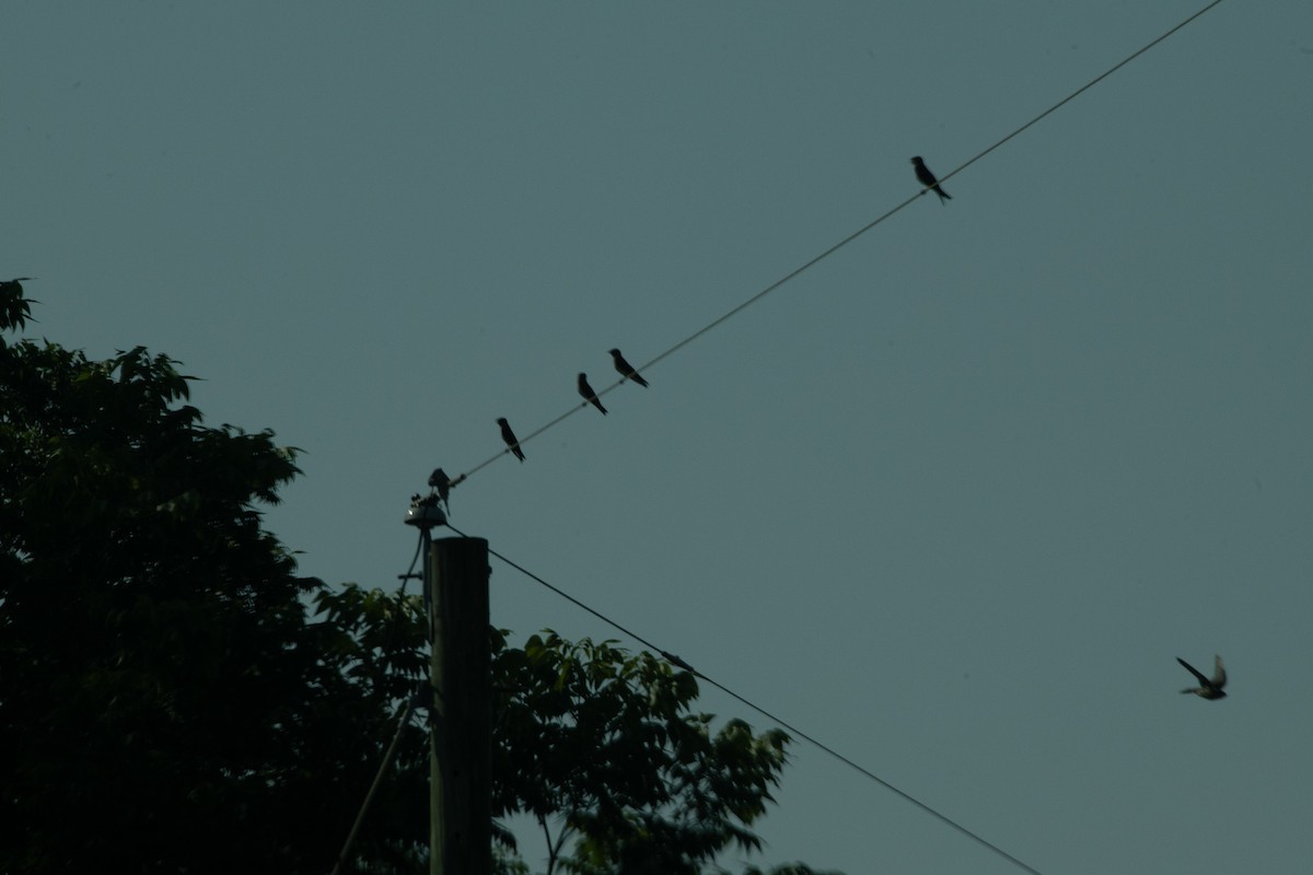 Northern Rough-winged Swallow - ML620504587