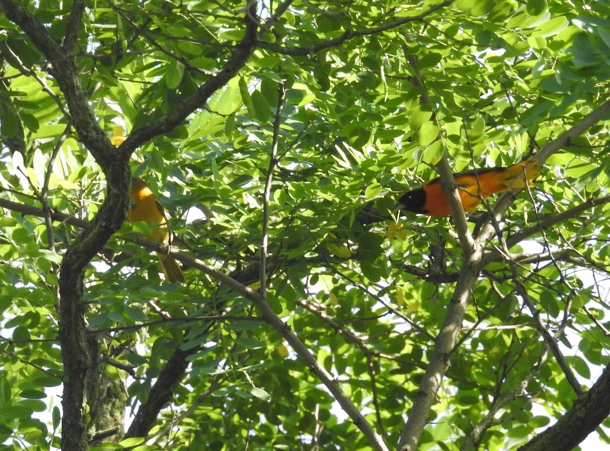 Baltimore Oriole - Fred Shaffer