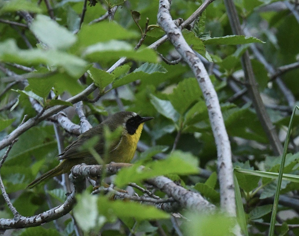 Common Yellowthroat - ML620504595