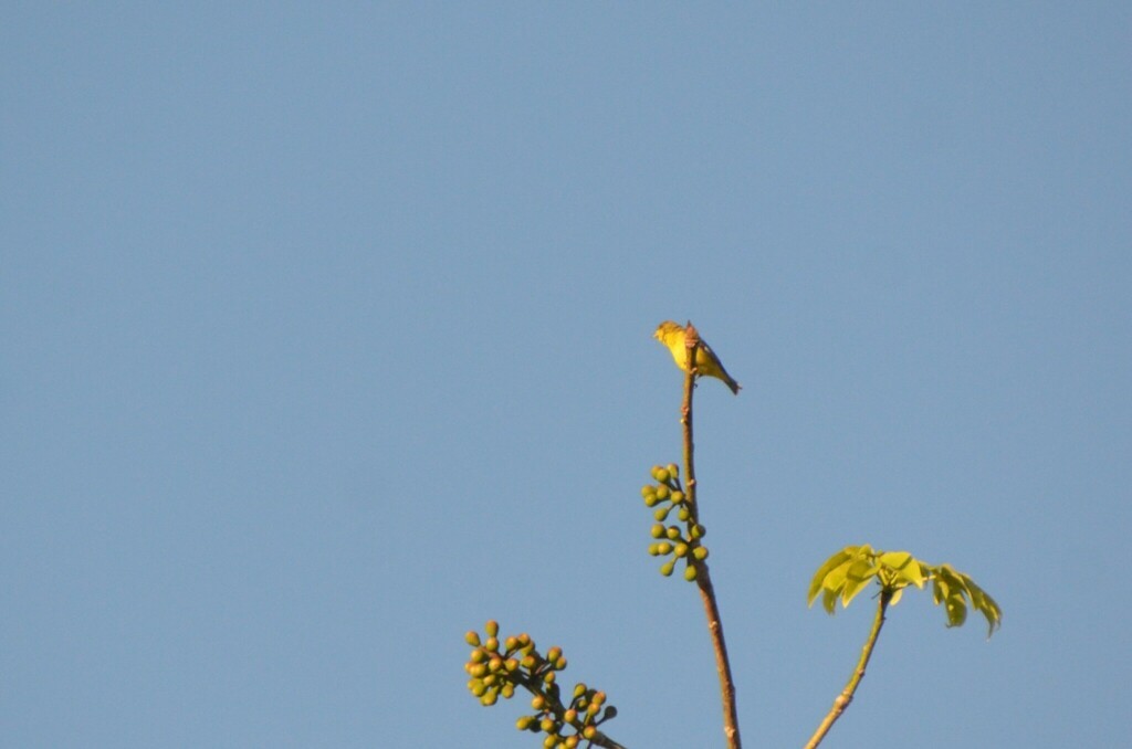 Lesser Goldfinch - ML620504606