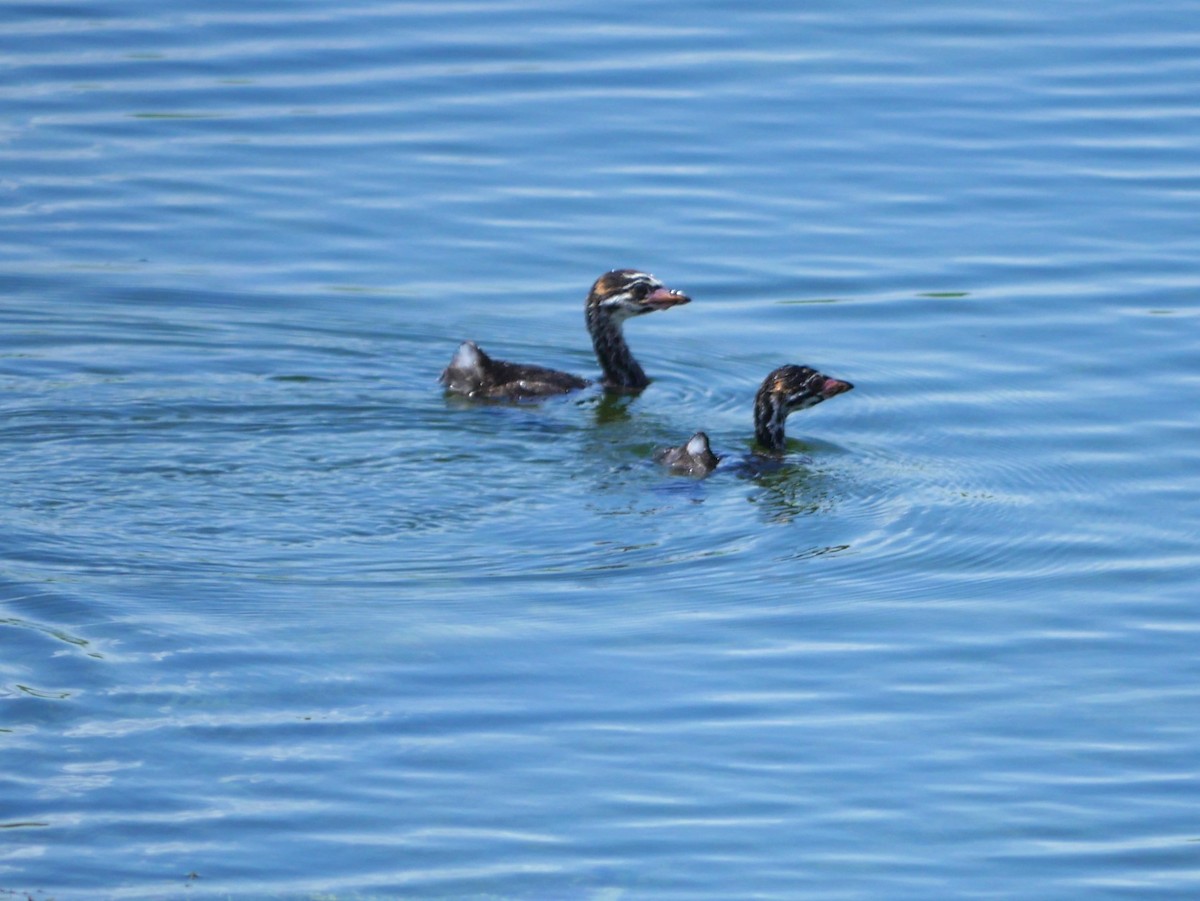 Pied-billed Grebe - ML620504607