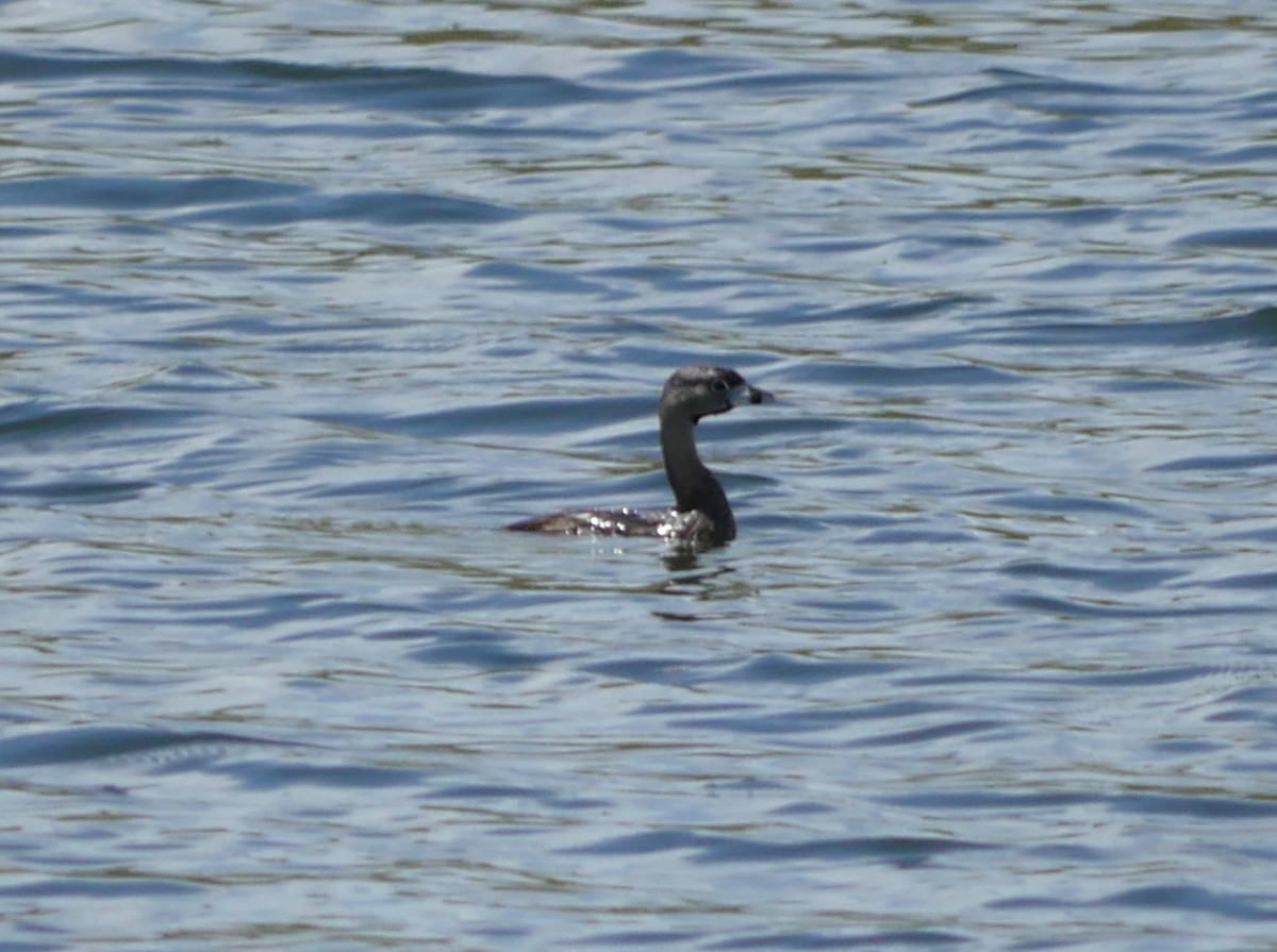 Pied-billed Grebe - ML620504608