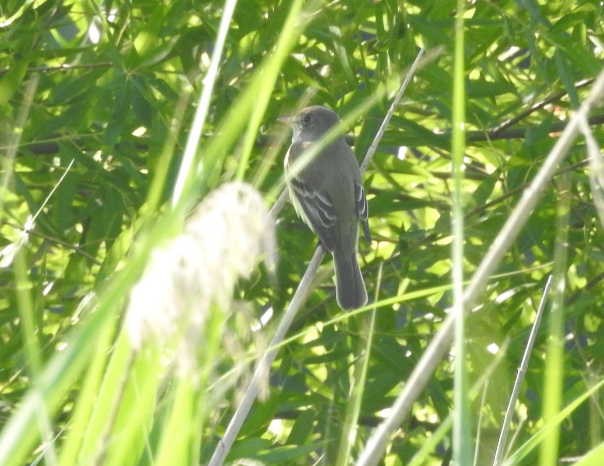 Willow Flycatcher - ML620504610