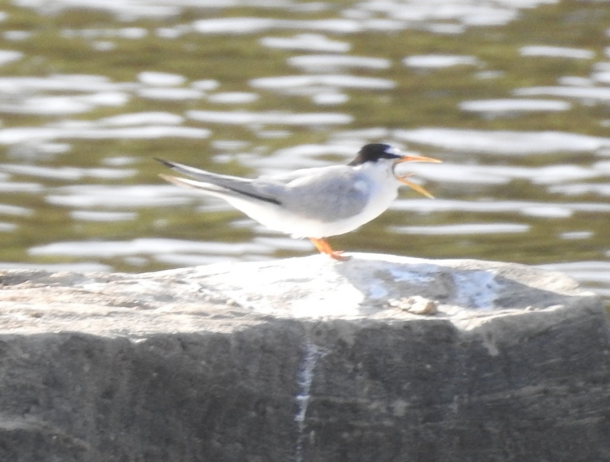 Least Tern - ML620504622