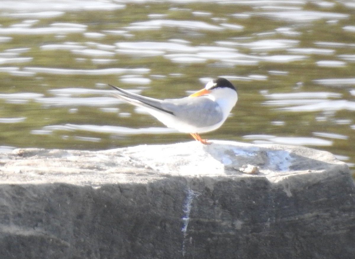 Least Tern - ML620504623