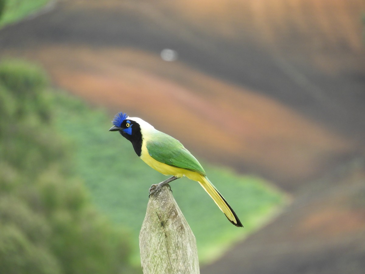 Green Jay - ML620504626