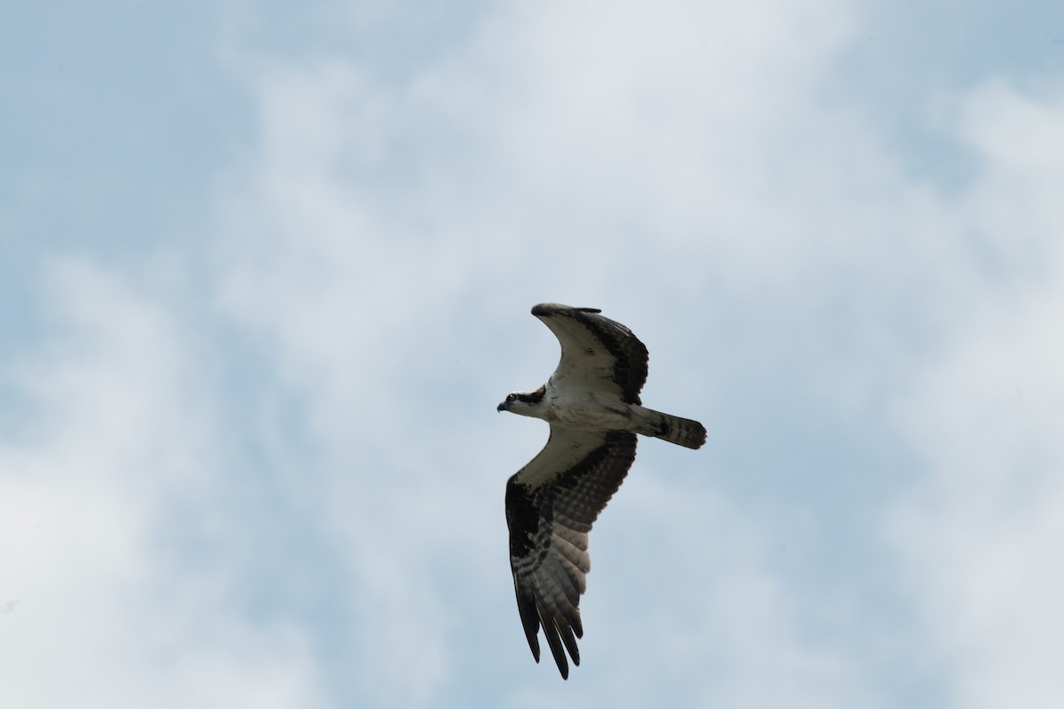 Águila Pescadora - ML620504630