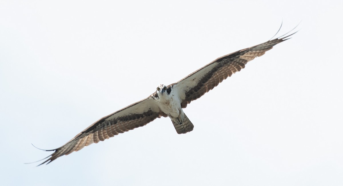 Águila Pescadora - ML620504631