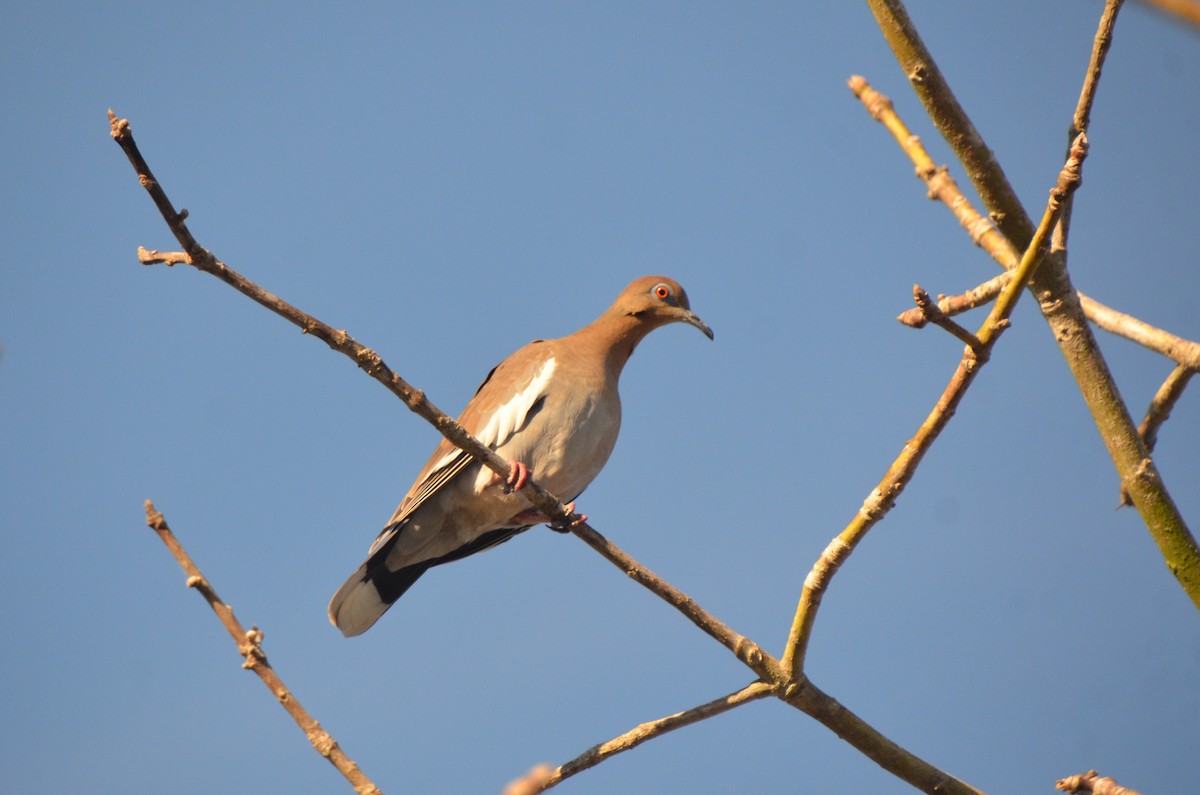 White-winged Dove - ML620504633