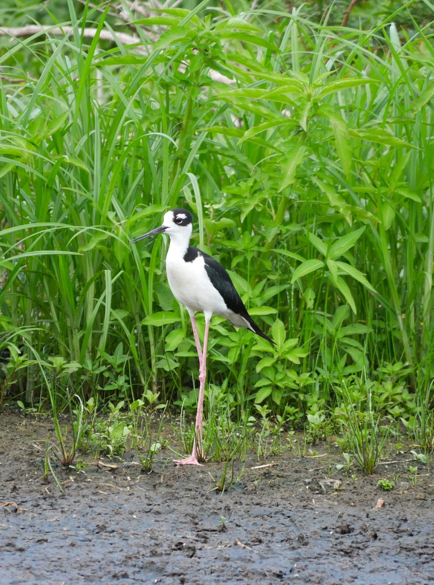 Black-necked Stilt - ML620504635