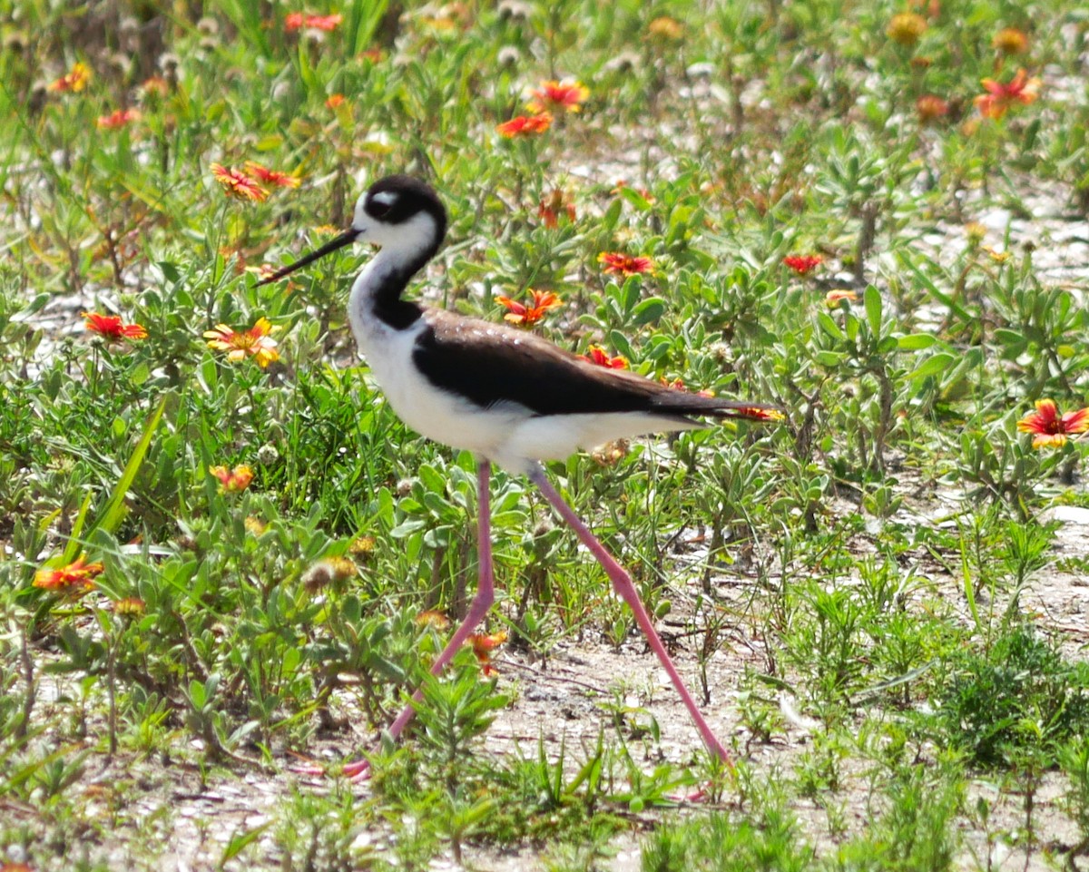 Cigüeñuela Cuellinegra - ML620504639