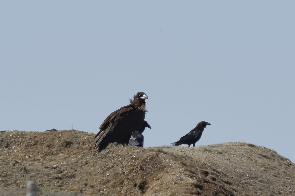 Cinereous Vulture - ML620504646