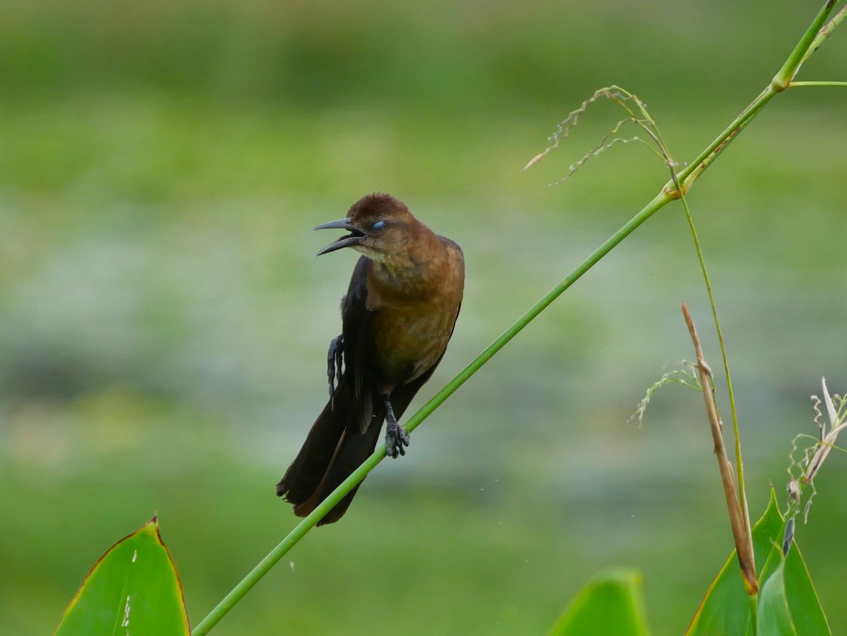 Boat-tailed Grackle - ML620504655