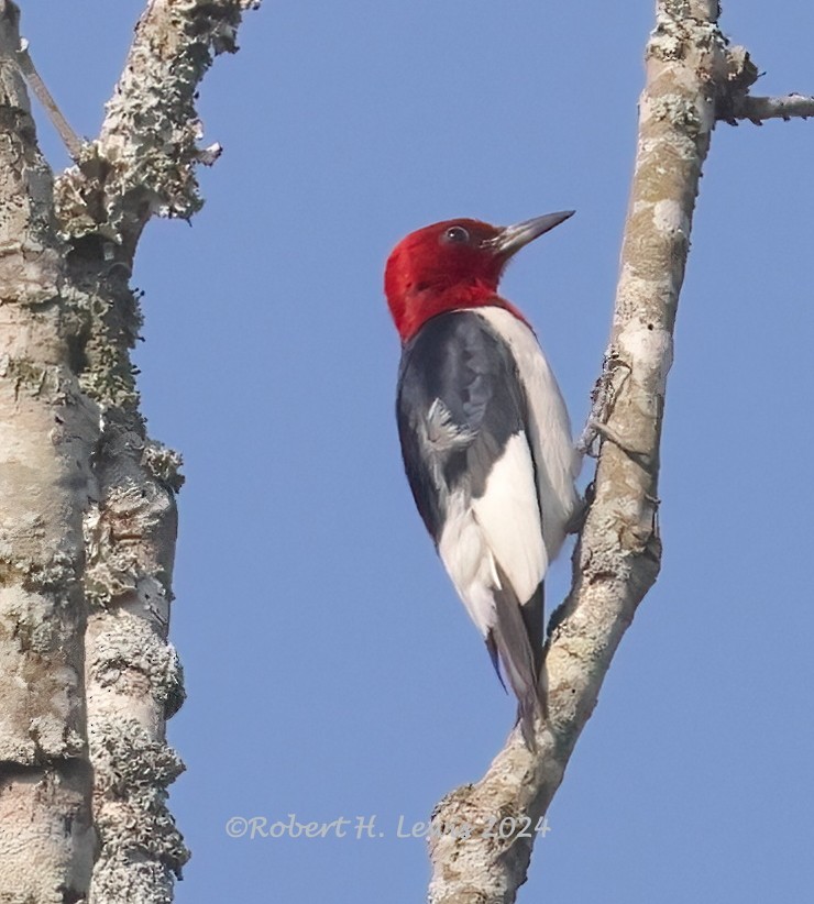 Red-headed Woodpecker - ML620504657