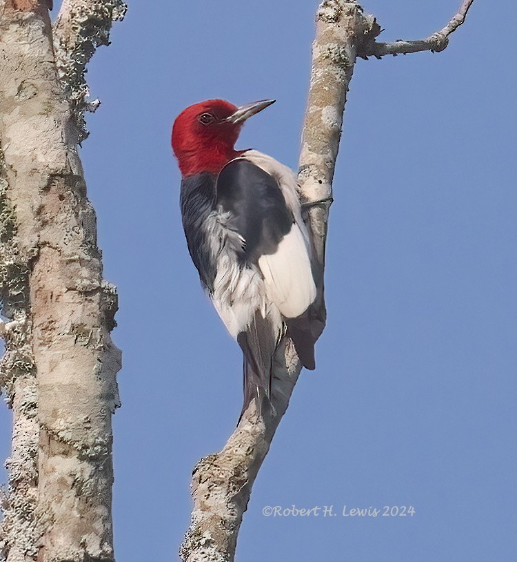 Red-headed Woodpecker - ML620504664