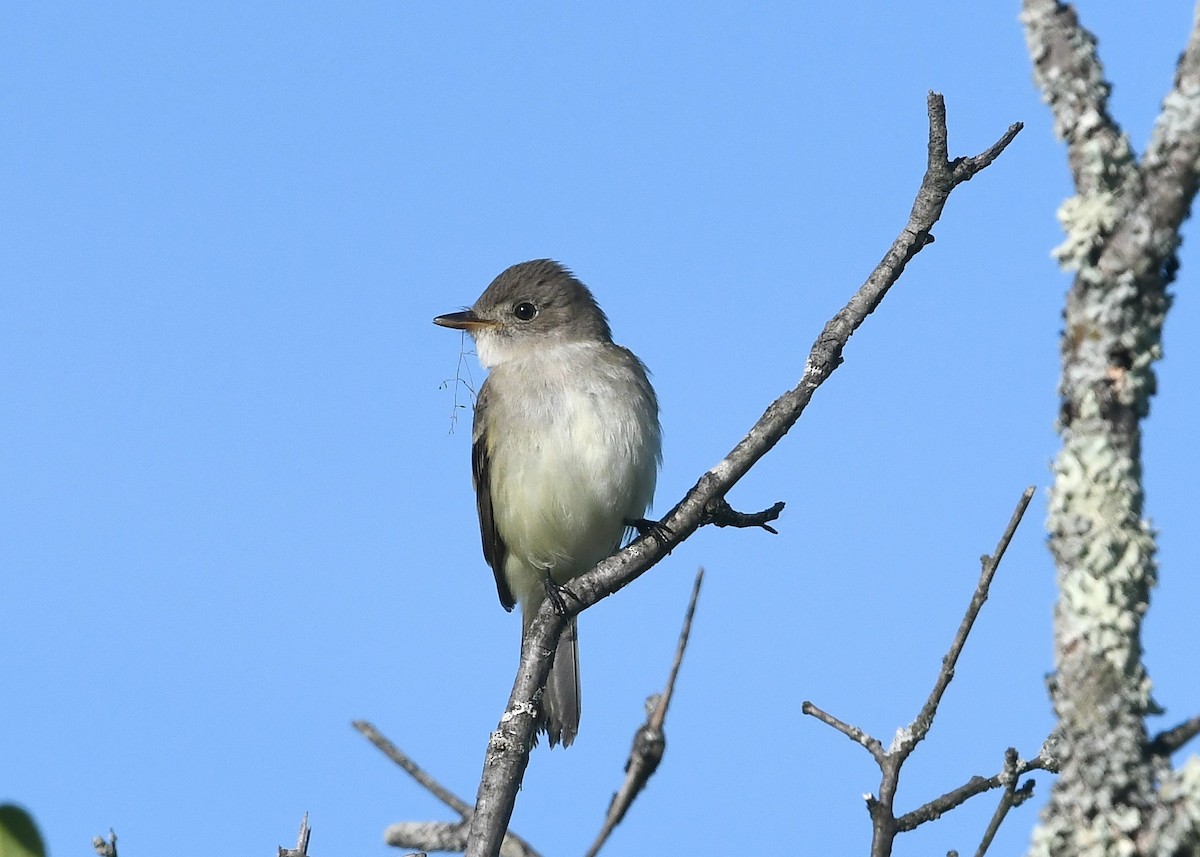 Willow Flycatcher - Gary Chapin