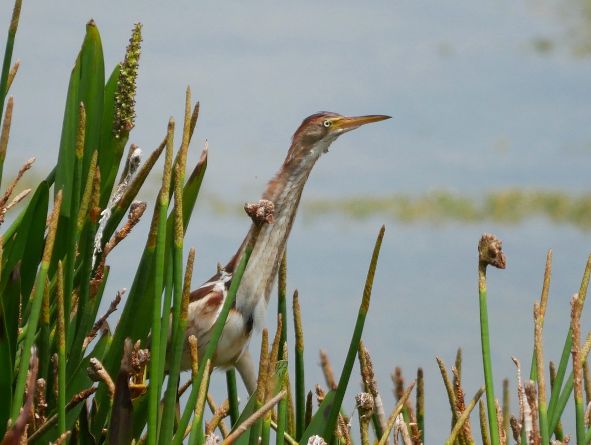 Least Bittern - ML620504671