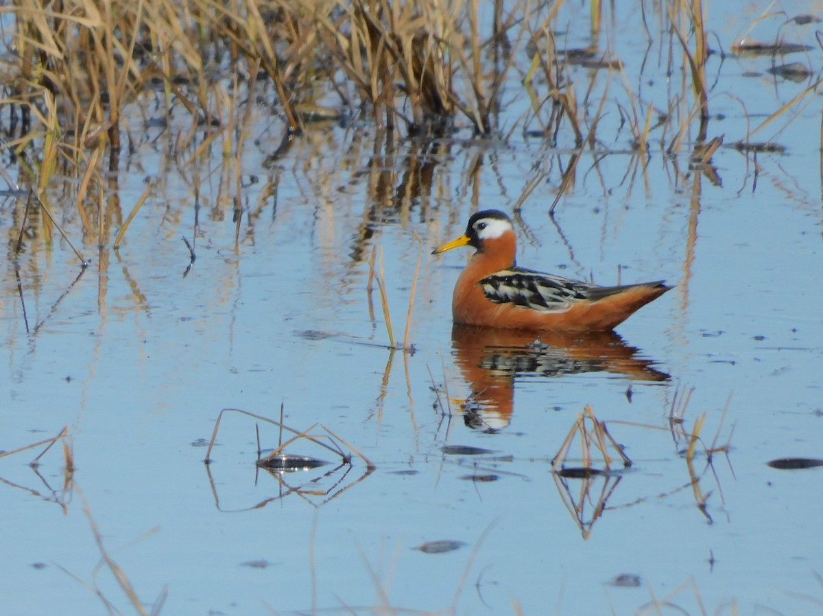 Phalarope à bec large - ML620504676