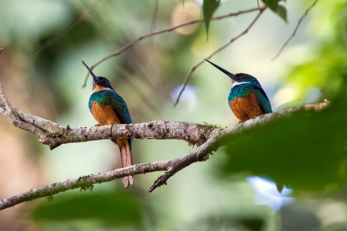 Jacamar à queue rousse - ML620504679