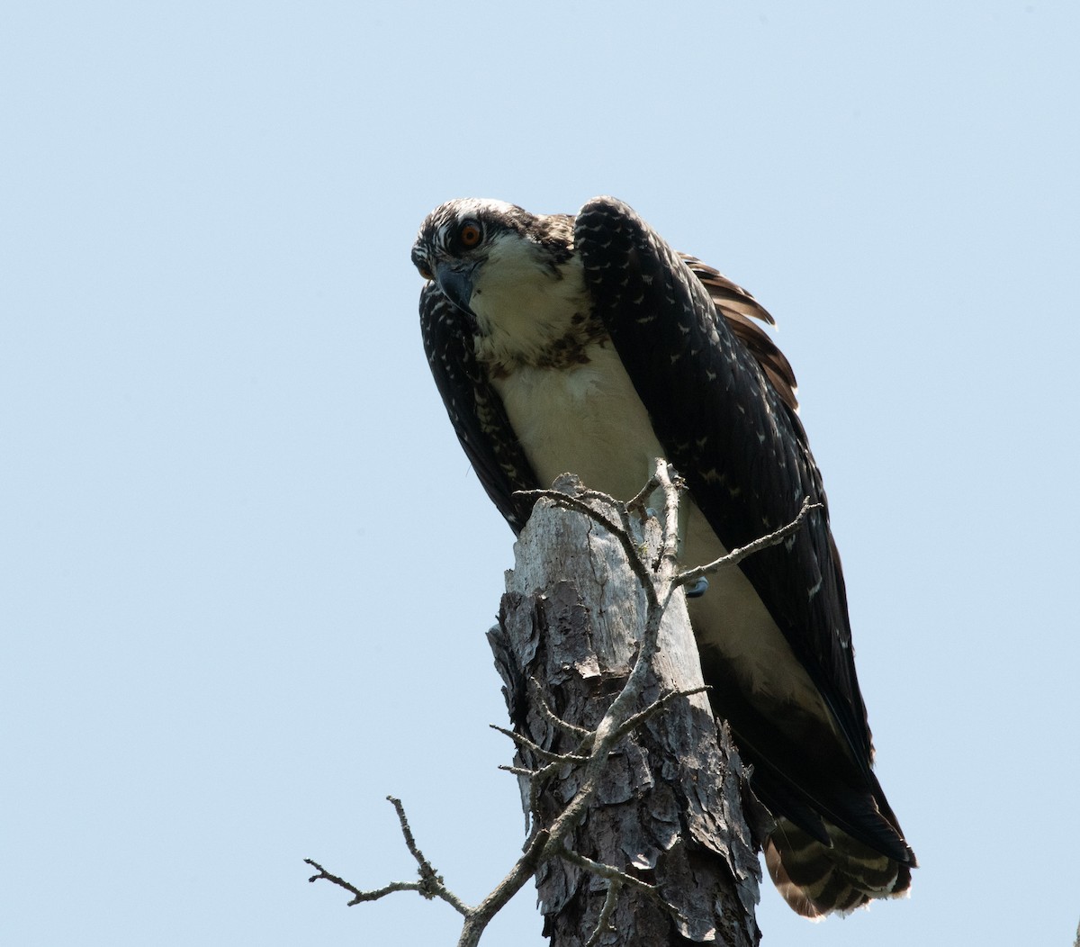 Osprey - ML620504682