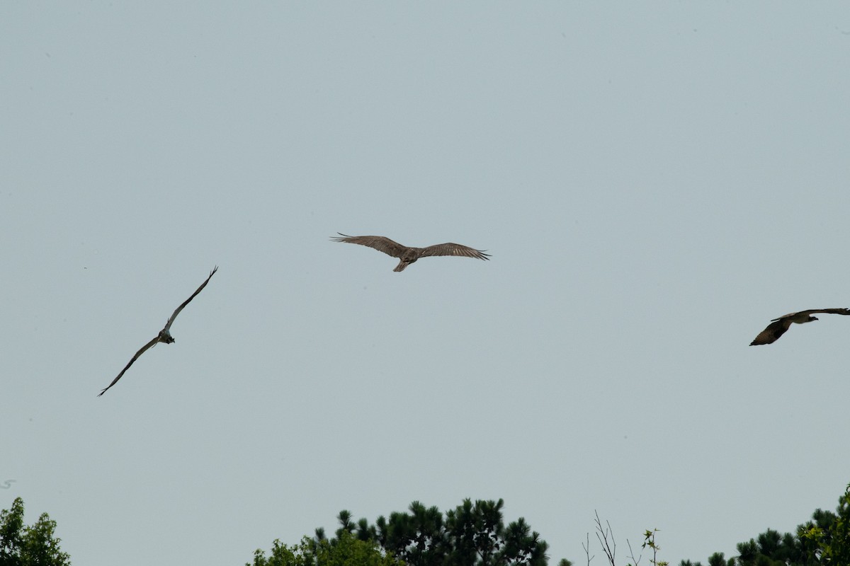 Balbuzard pêcheur - ML620504685