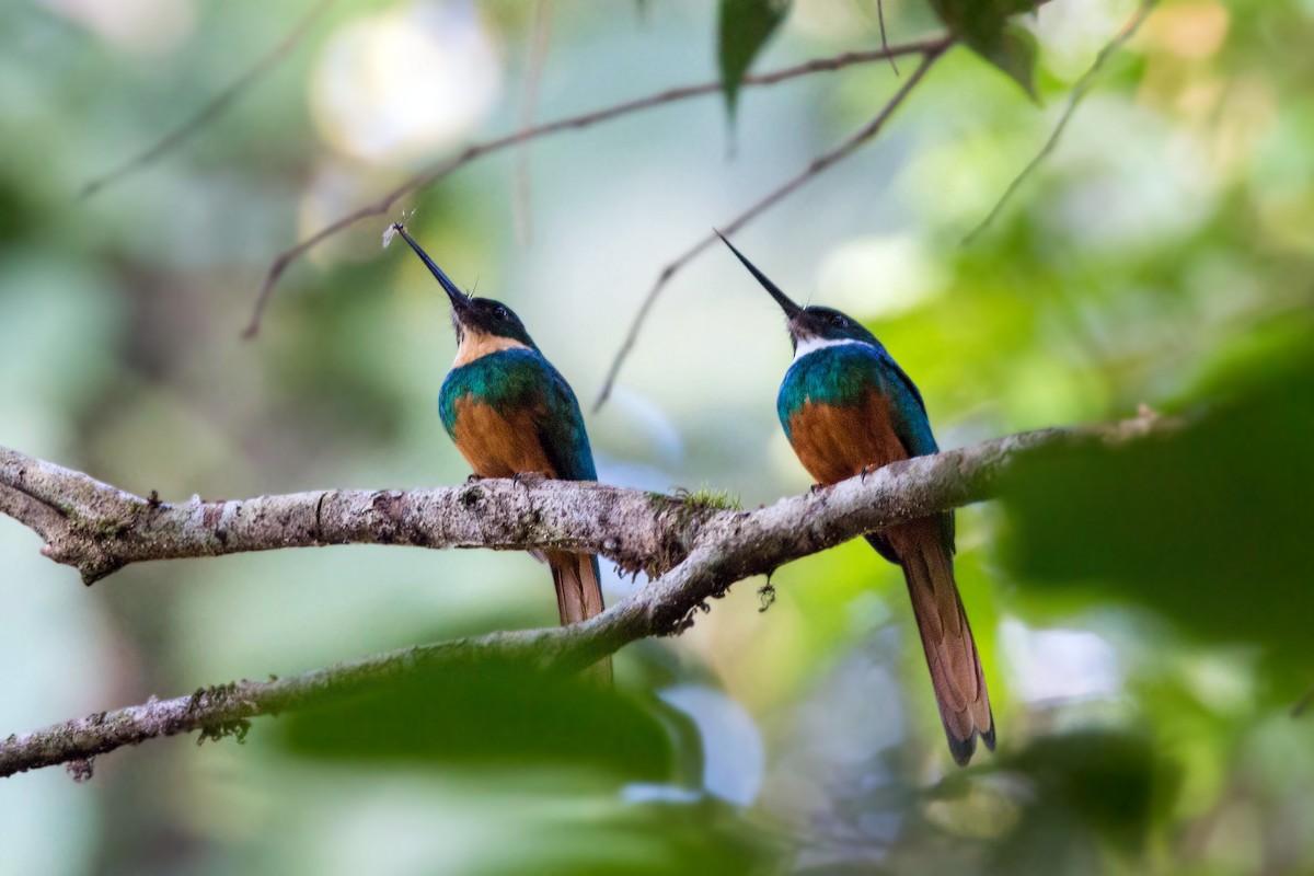 Jacamar à queue rousse - ML620504687