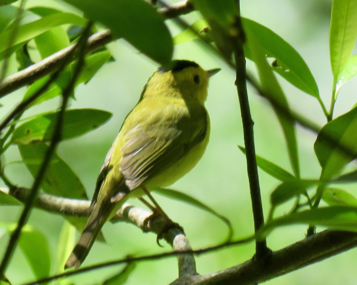 Wilson's Warbler - ML620504690