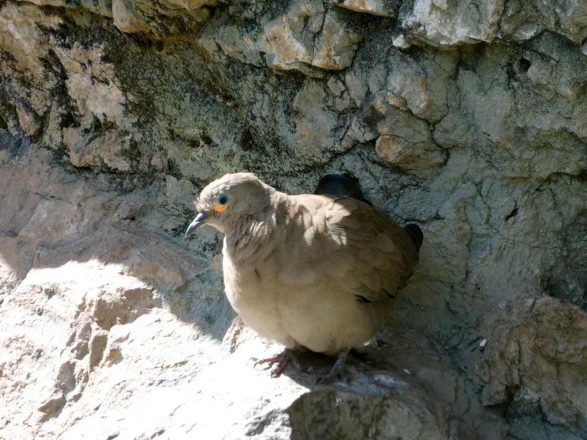 Black-winged Ground Dove - ML620504691