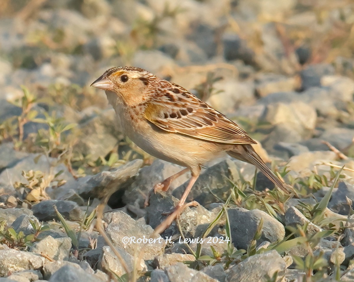 Grasshopper Sparrow - ML620504692