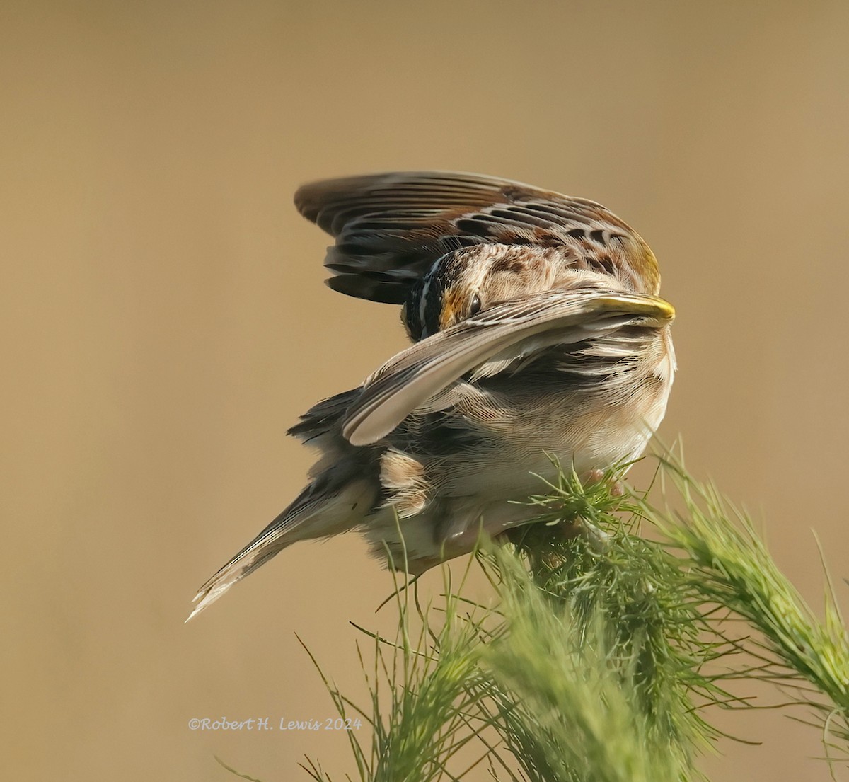 Grasshopper Sparrow - ML620504693