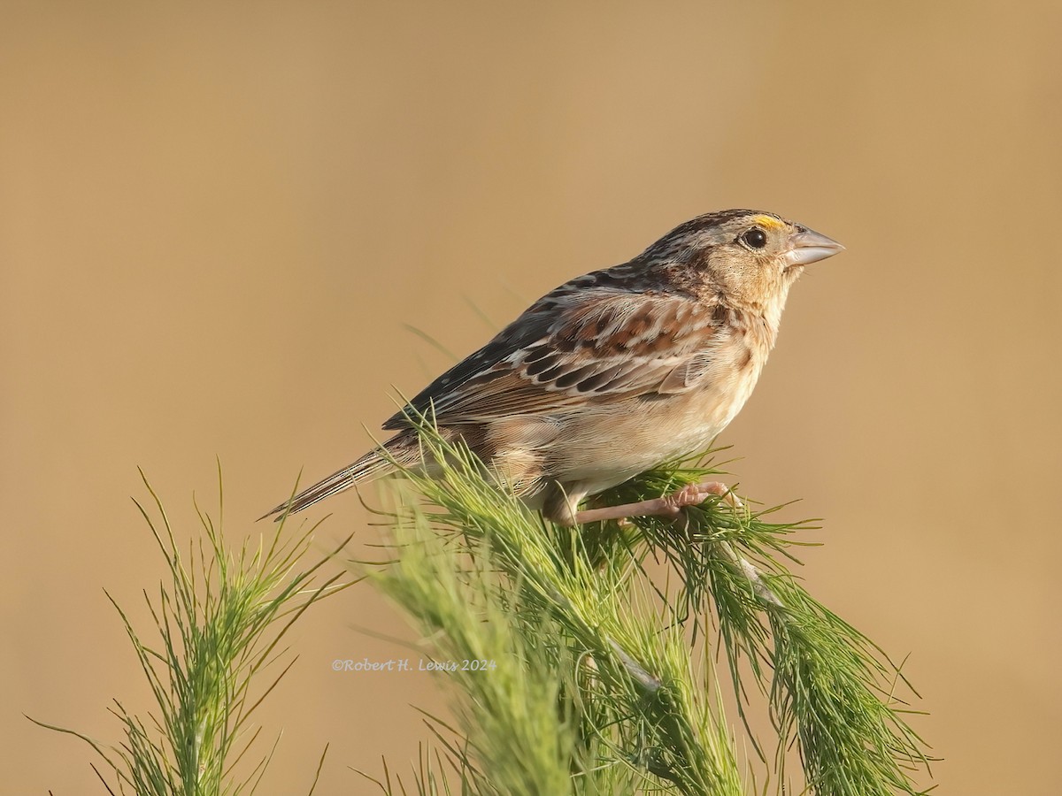 Grasshopper Sparrow - ML620504694