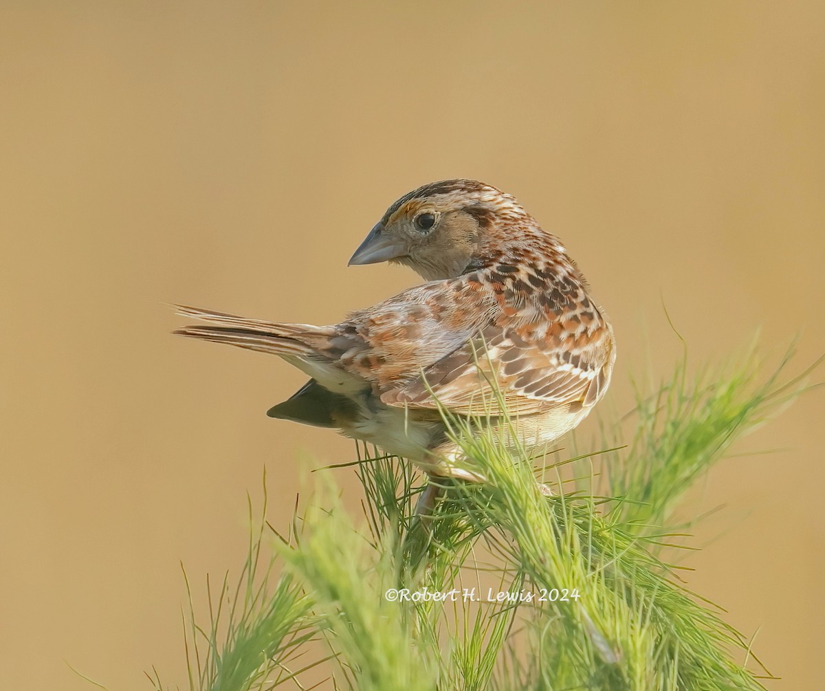 Grasshopper Sparrow - ML620504695