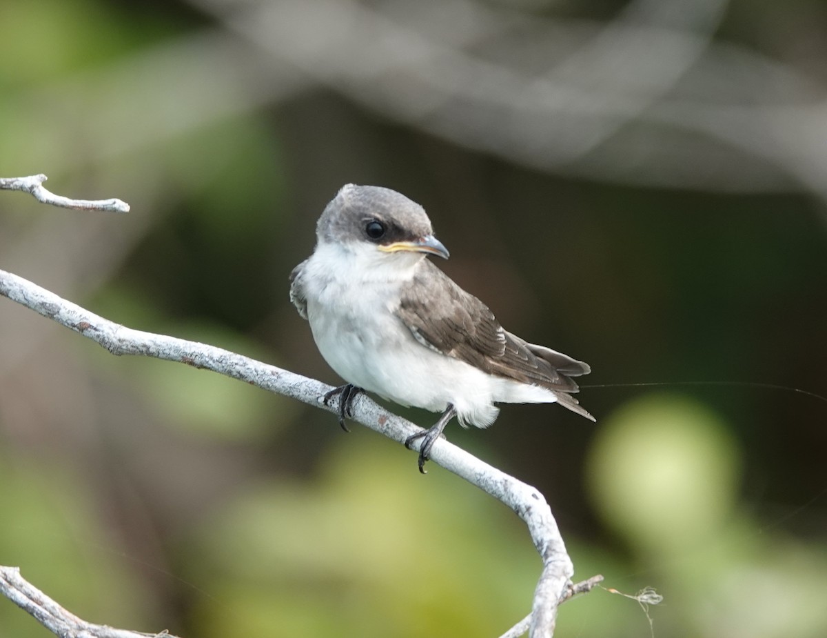 Mangrove Swallow - ML620504696