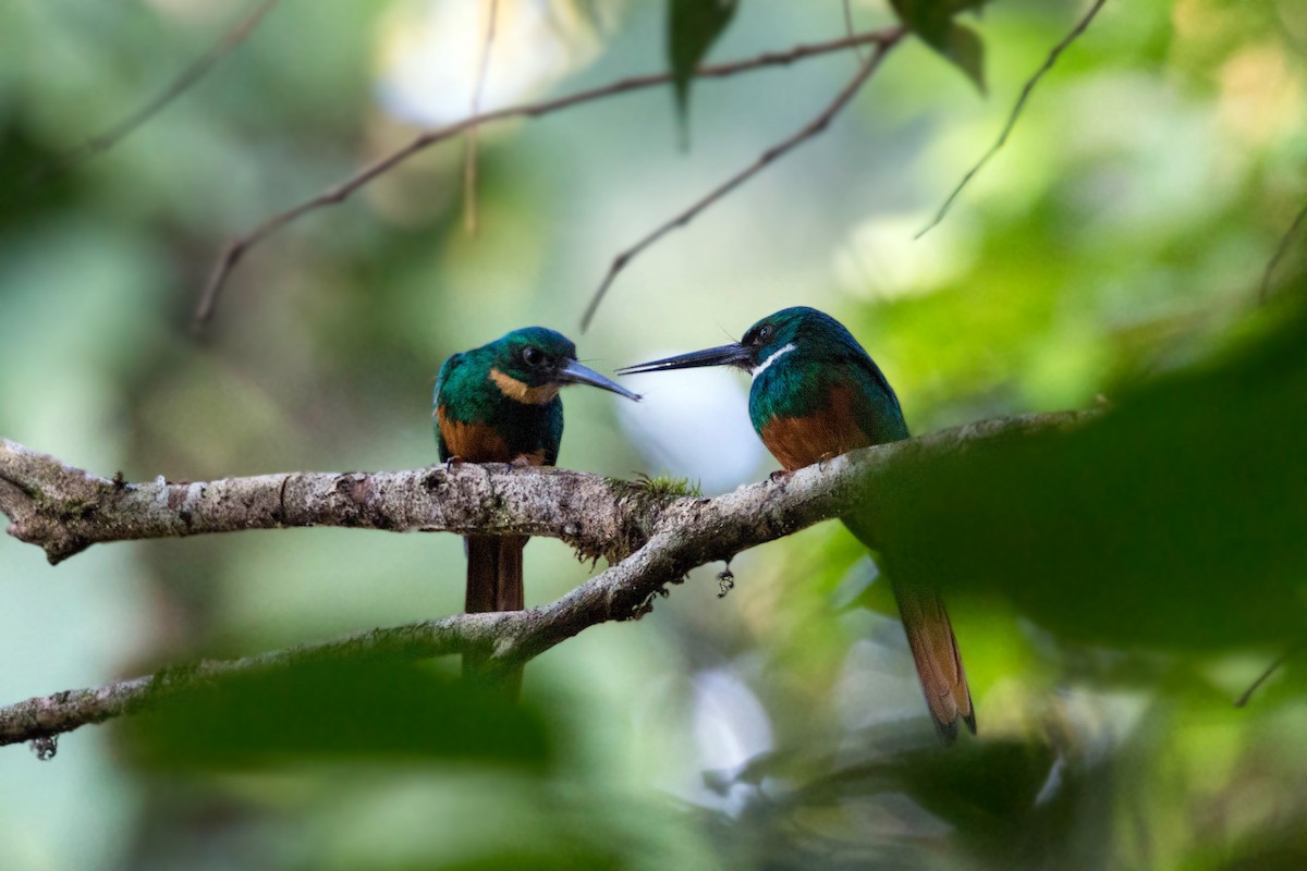 Rufous-tailed Jacamar - William Clark