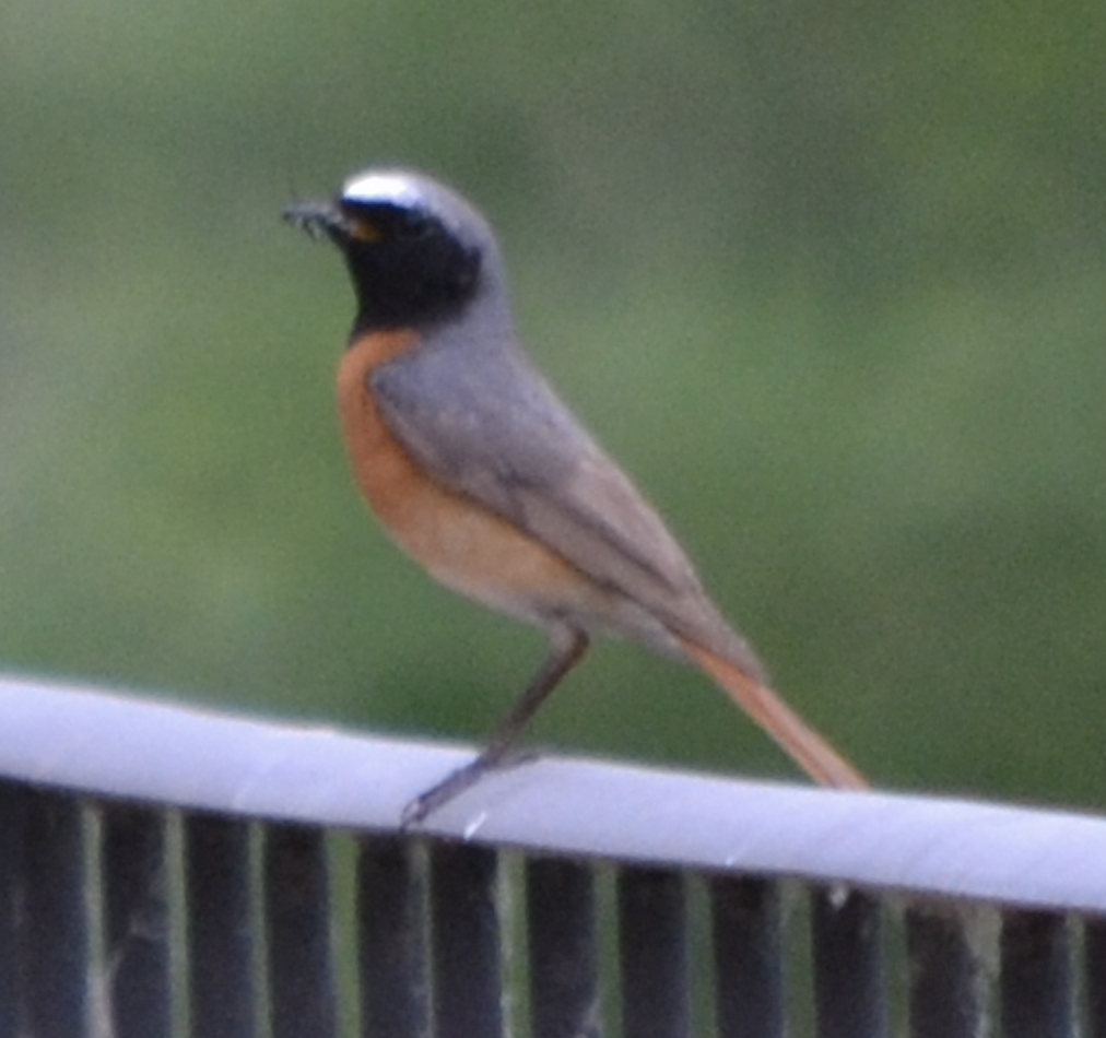 Common Redstart - ML620504706