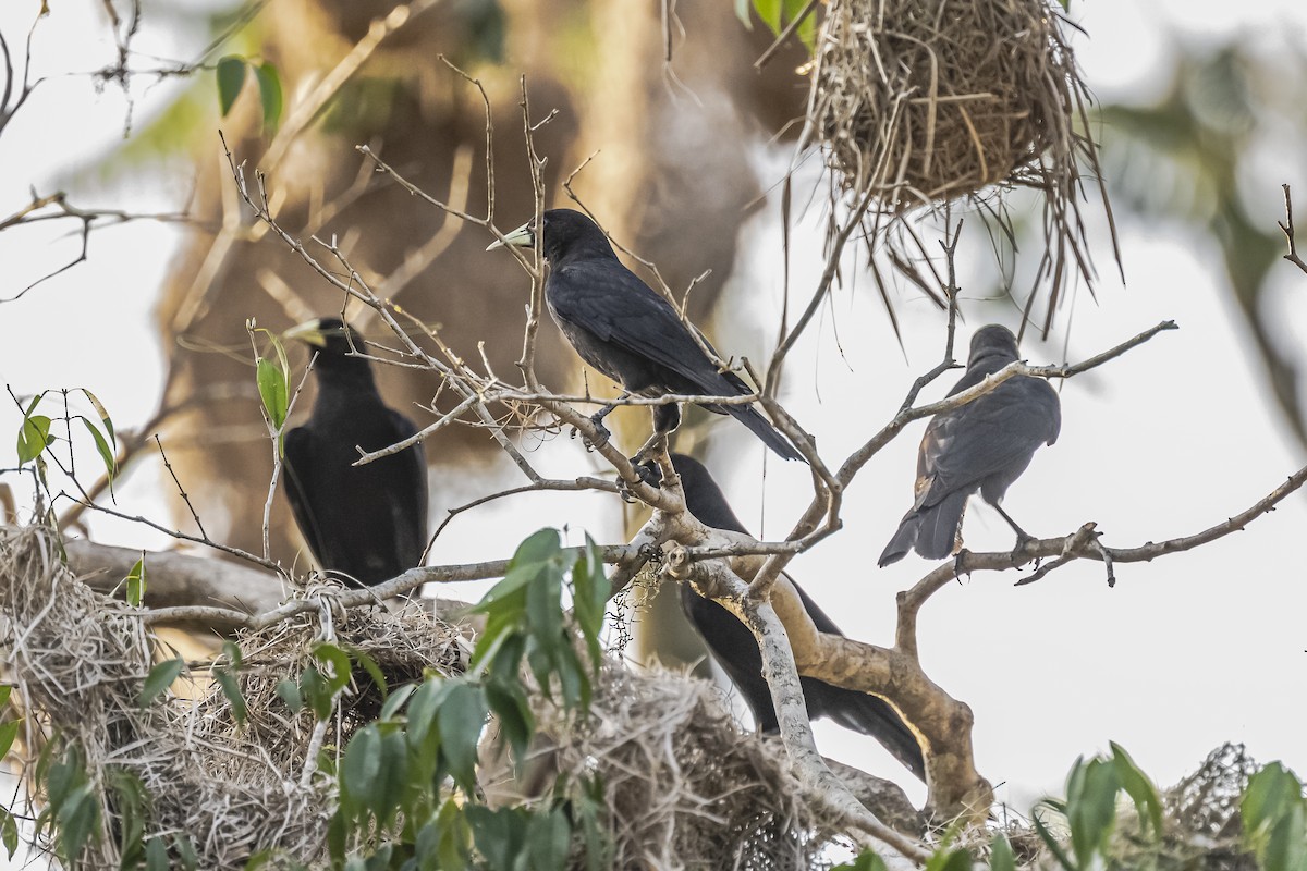 Red-rumped Cacique - ML620504707