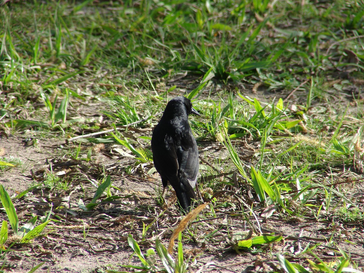 Unicolored Blackbird - ML620504710