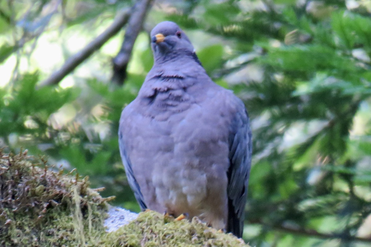 Band-tailed Pigeon - ML620504711