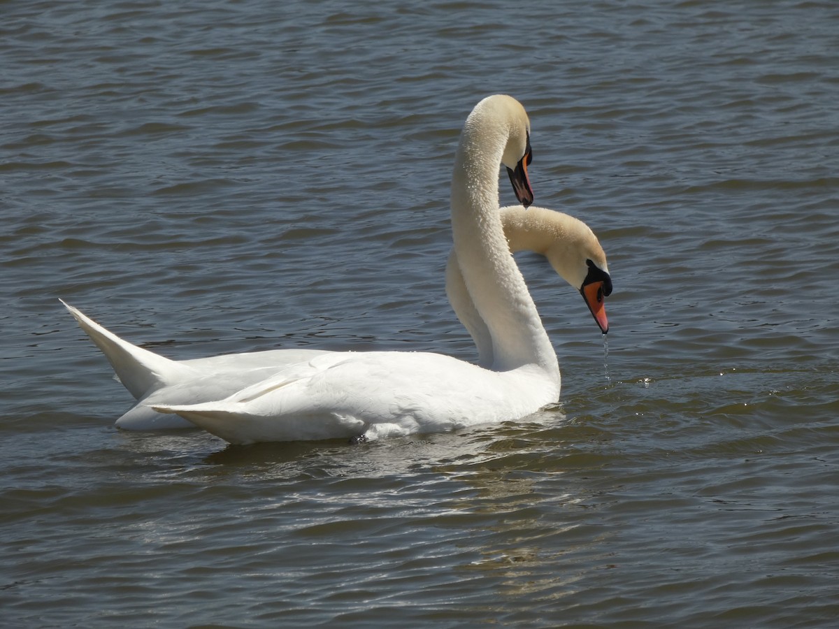 Cygne tuberculé - ML620504727